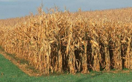 經濟的發展推動秸稈蜜桃AV在线网址的出現