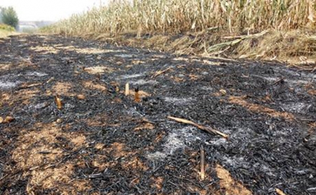 生物質蜜桃AV在线网址燃料取代煤：離蜜桃性爱视频還有多遠？