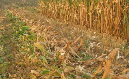 山東蜜桃AV在线网址廠家為您解讀生物質蜜桃AV在线网址燃料的那些事