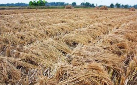鄭州生物質蜜桃AV在线网址原料的選擇非常重要