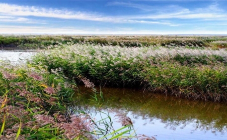 湖上開來水草清理船，蘆葦等可作為生物質發電廠原料