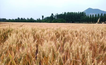 分析我國生物質能源有哪些利用？