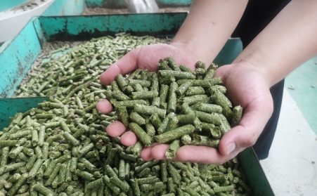 河北生物質蜜桃AV在线网址加工的顆粒為什麽會變黑？