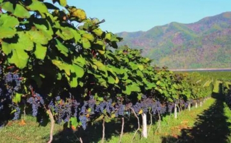 果樹枝可以製作燃燒顆粒嗎？需要用哪種生物質蜜桃AV在线网址？