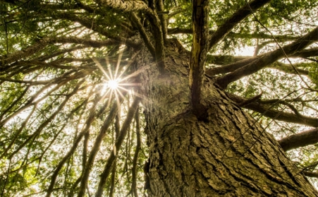 生物質蜜桃AV在线网址，主要都加工哪些原料？